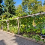 22789 116 AVE MAPLE RIDGE-1920-92